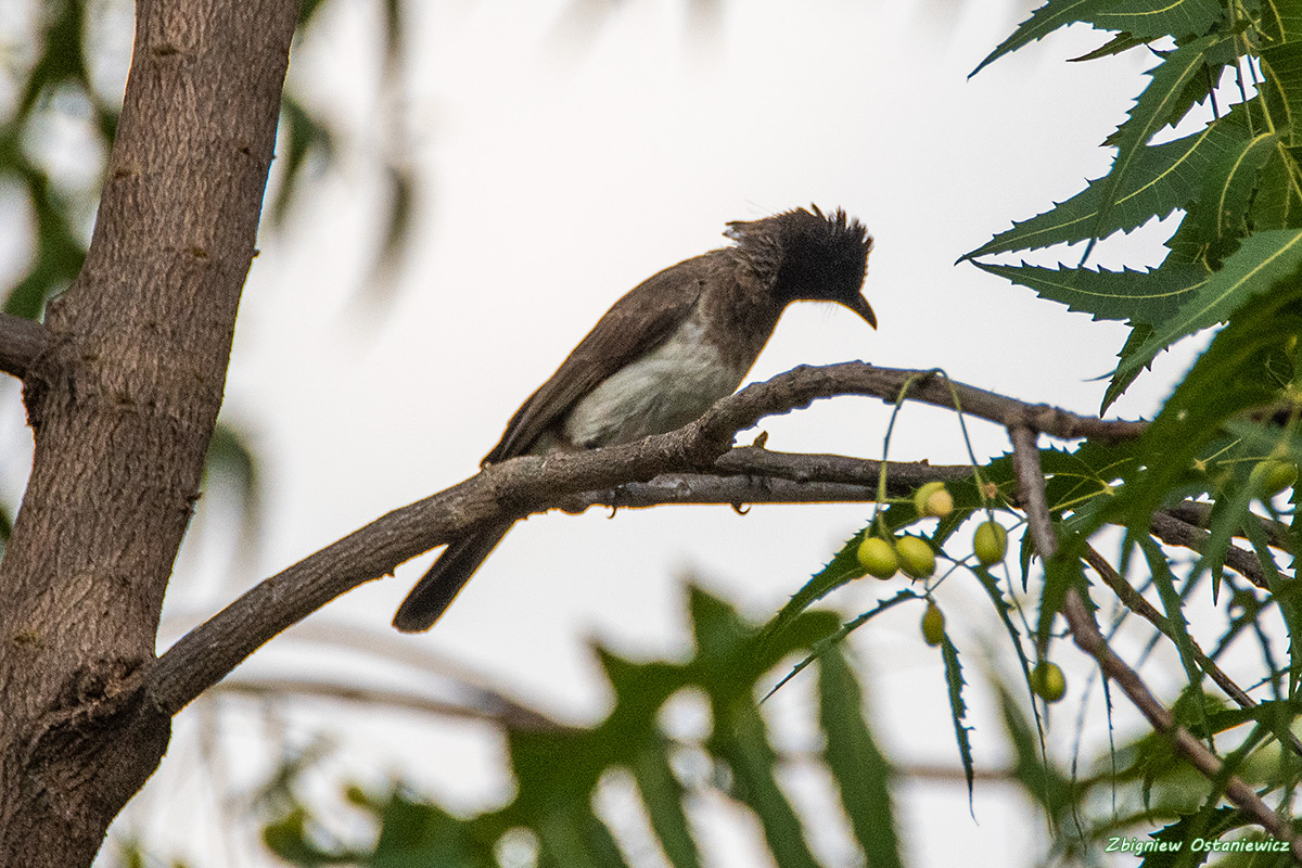 Bilbil ogrodowy (Pycnonotus barbatus)- Etiopia