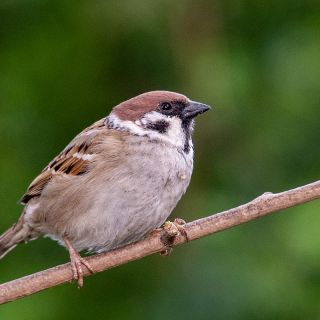 Mazurek (Passer montanus)